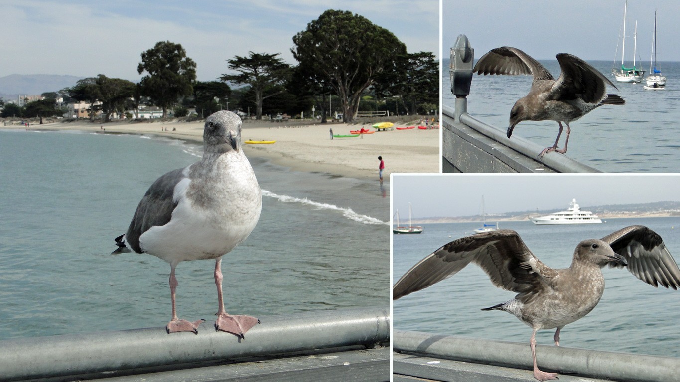 Oiseaux marins1