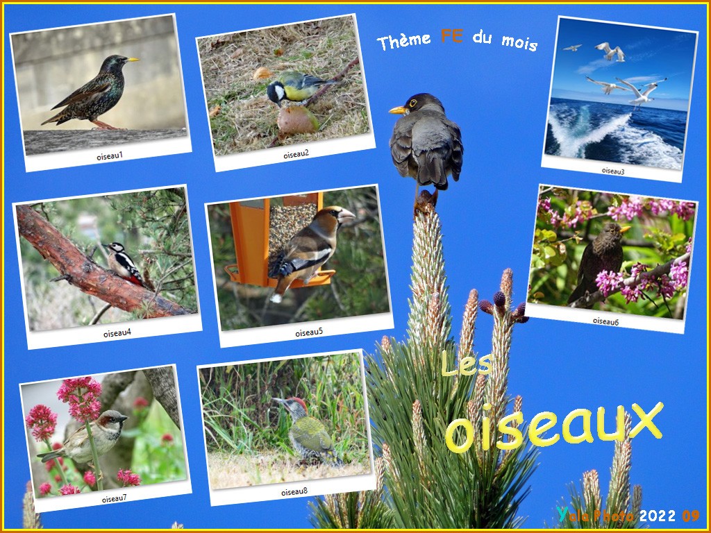 Oiseaux9