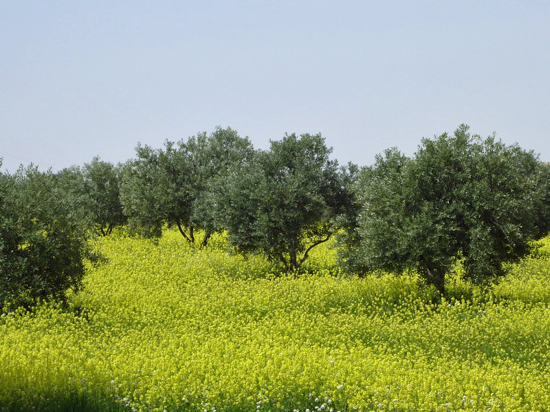 printemps jordanien