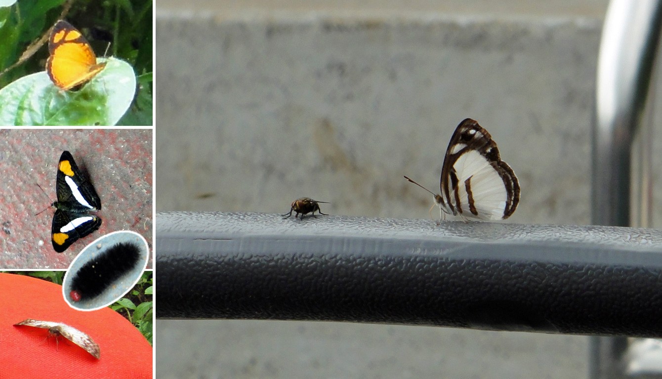 Papillons Iguazu