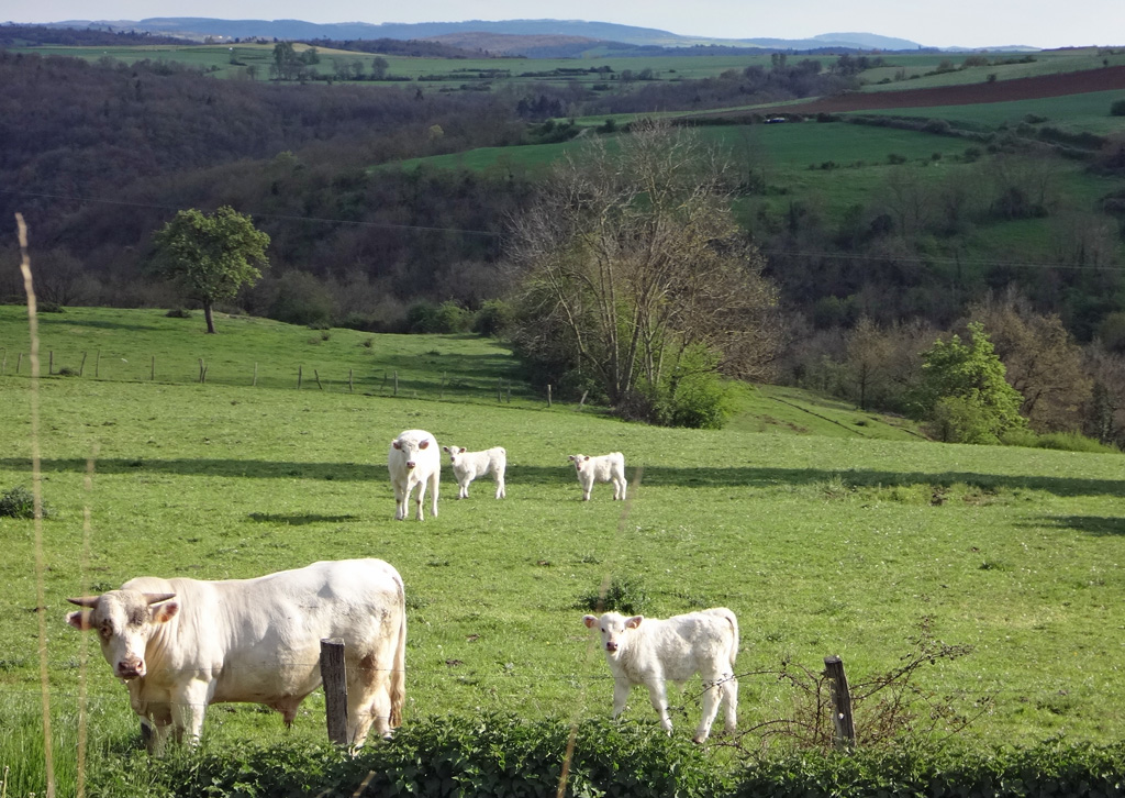 paysage-avec-vaches