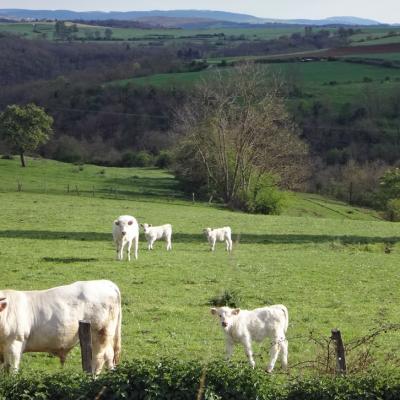 paysage-avec-vaches