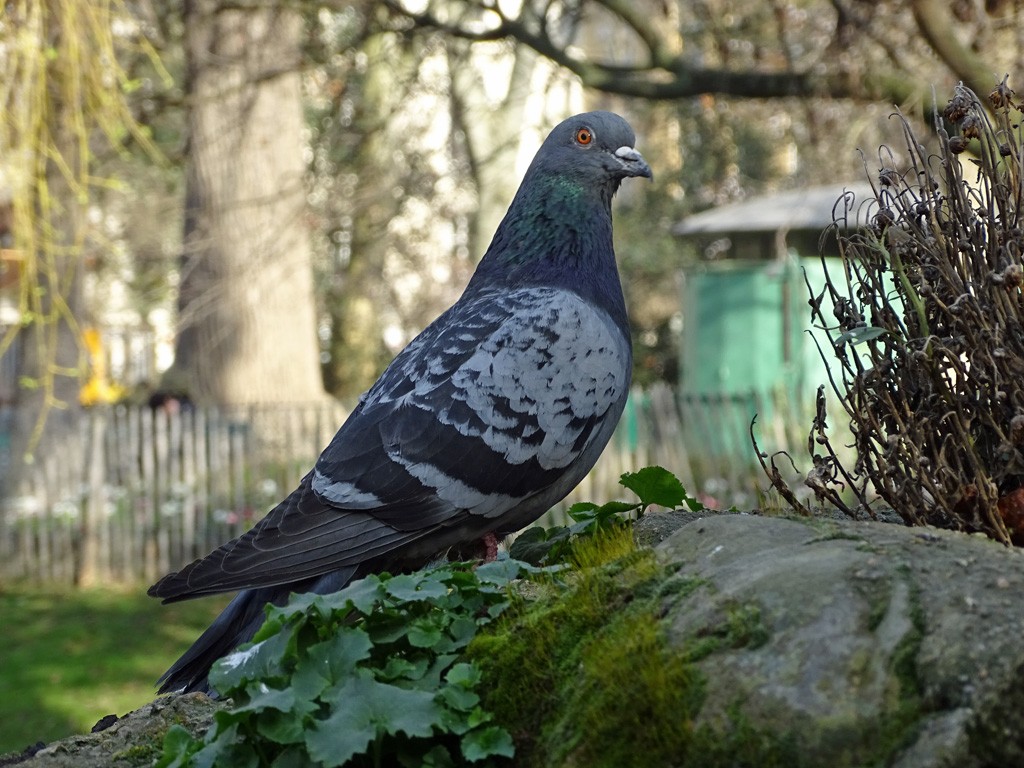 Pigeon tout près