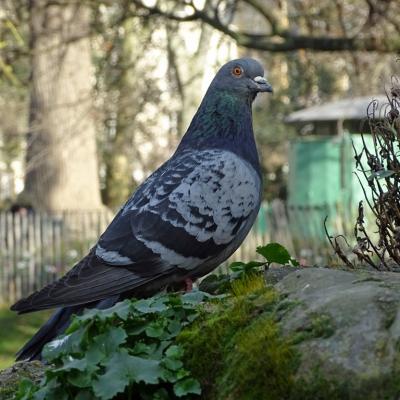 Pigeon tout près