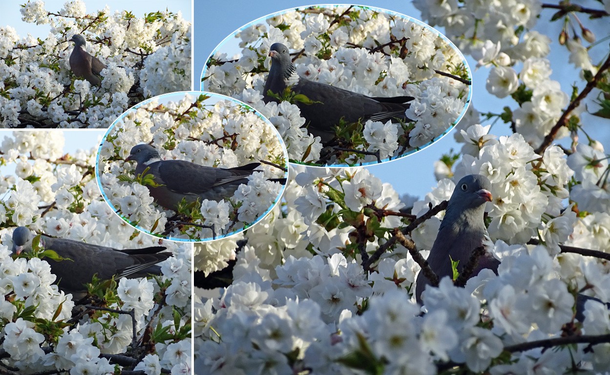 Pigeonjdp77