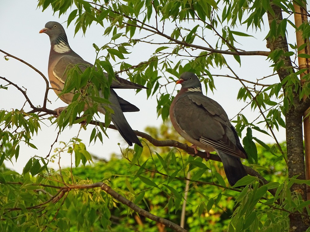 Pigeons du lux