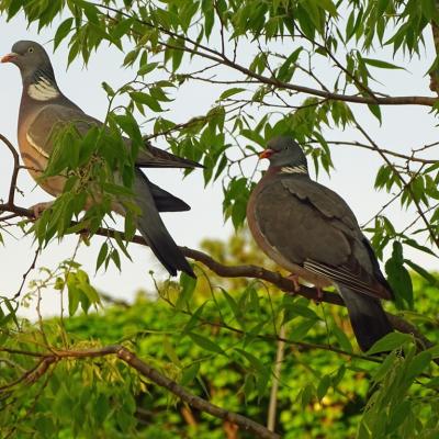 Pigeons du lux