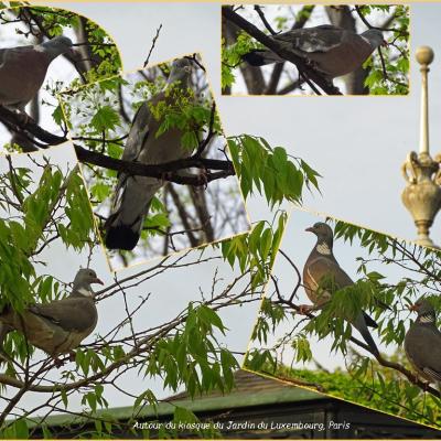 Pigeons du lux2