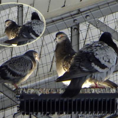 Pigeons metro