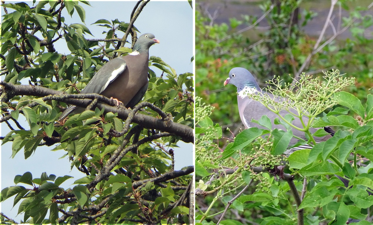 Pigeons sur branche