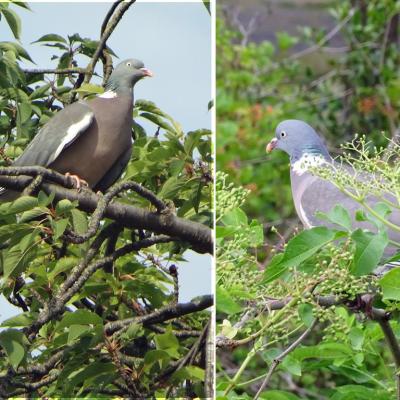 Pigeons sur branche