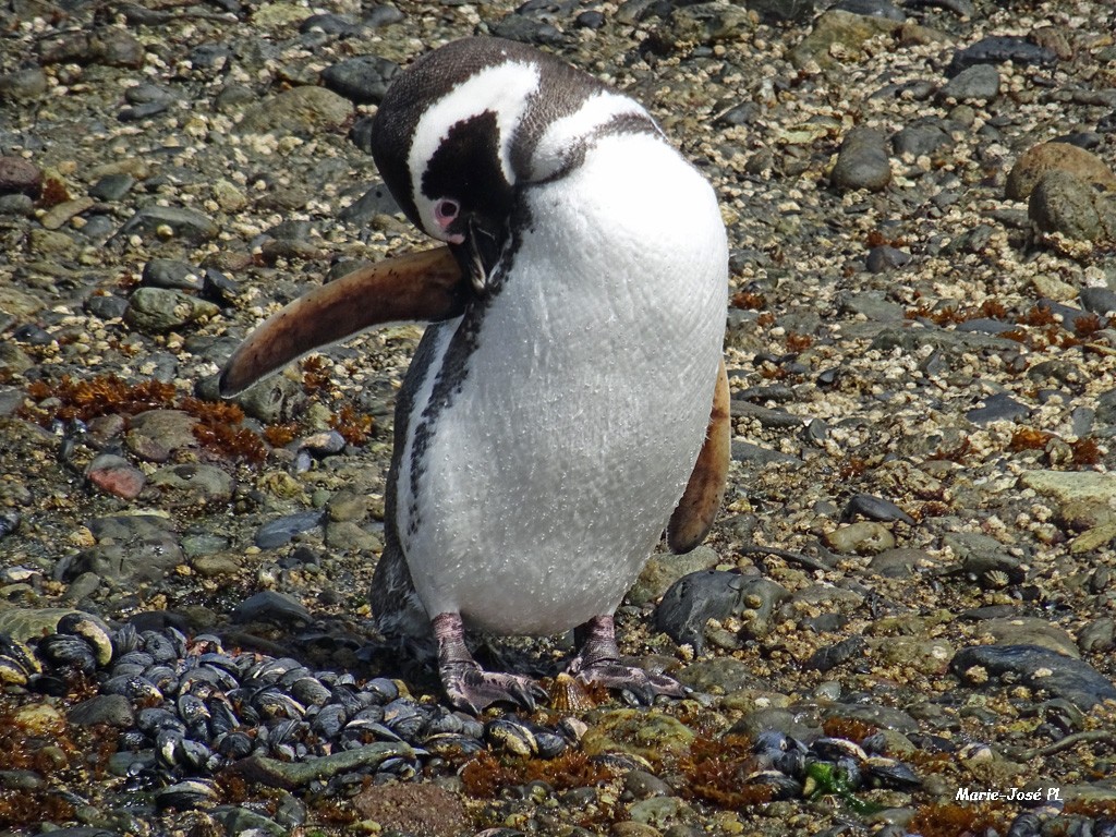 Pinguoin argentine