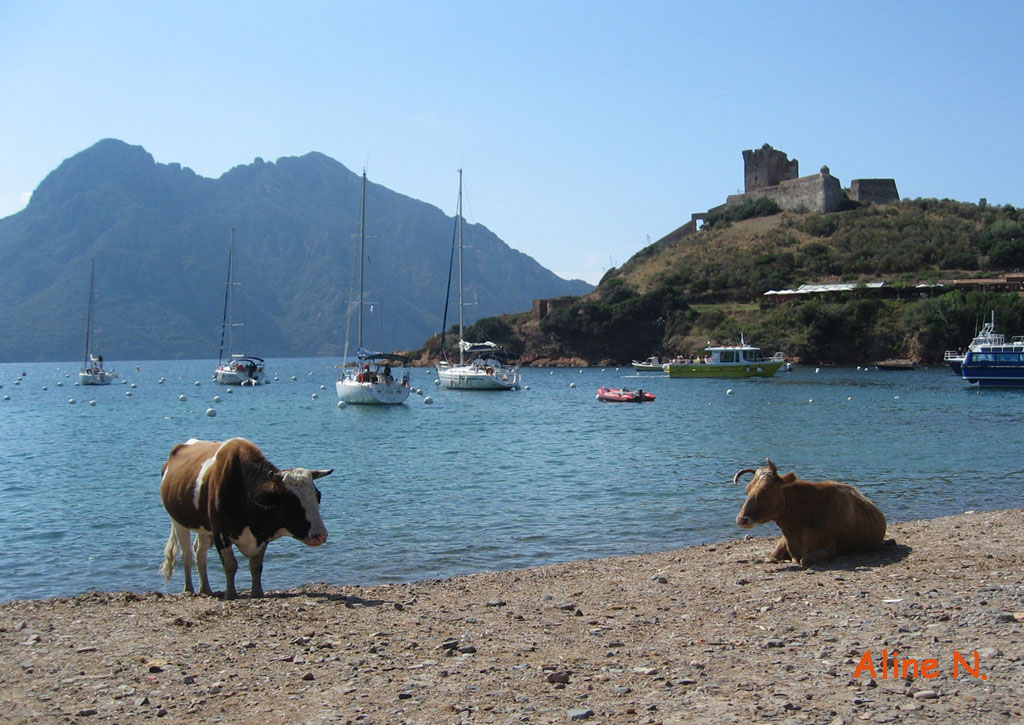 Plage-corse