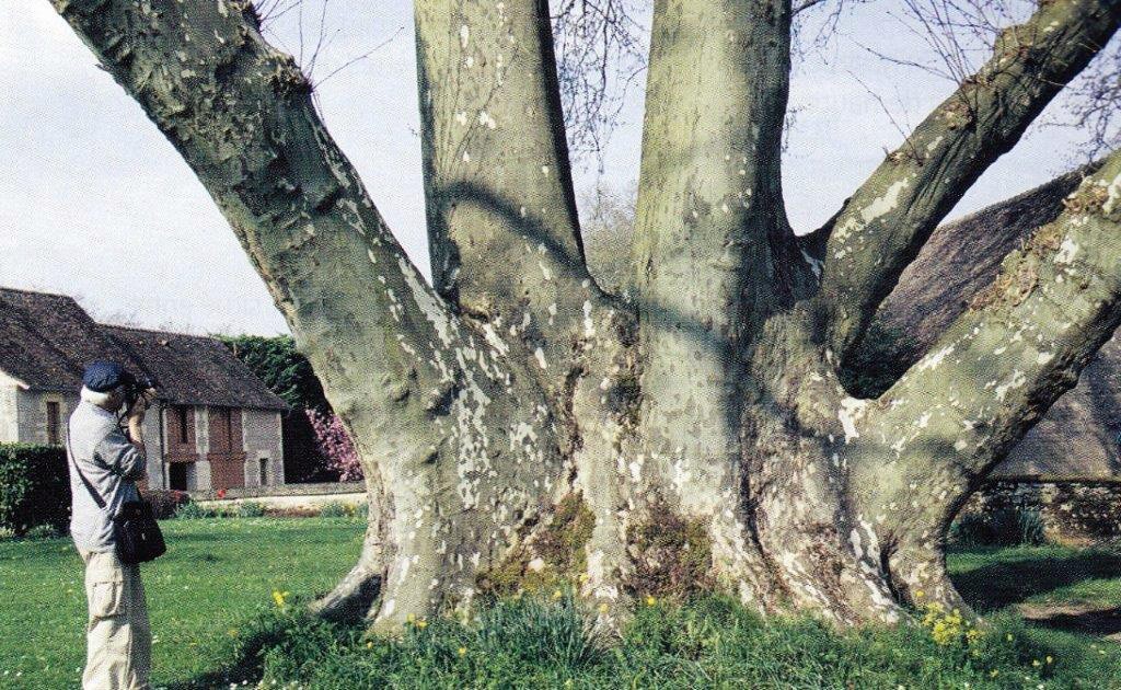 Platane à Coulanges les Nevers