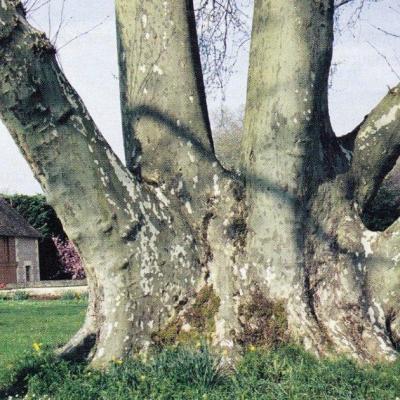 Platane à Coulanges les Nevers