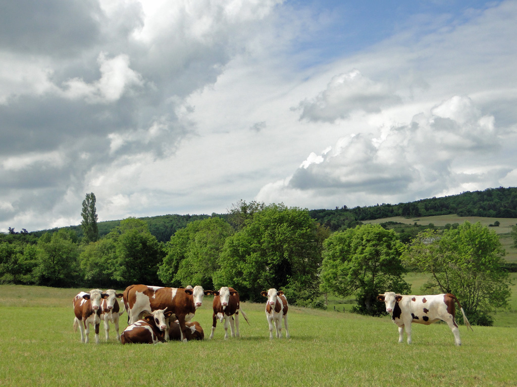 Printemps-Auvergne