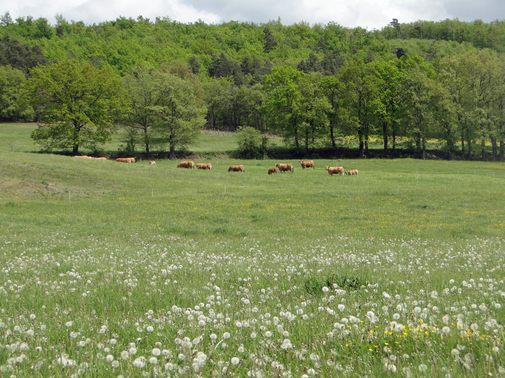 Haute-Loire1