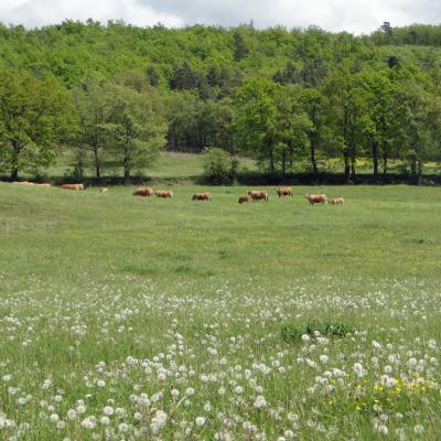 Haute-Loire1