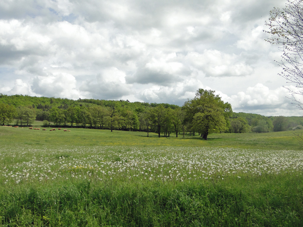 Haute-Loire2