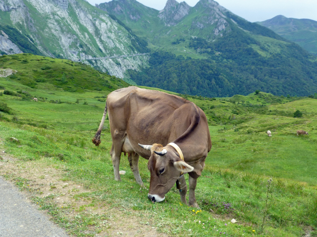 Pyrénéenne1