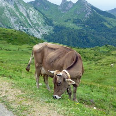 Pyrénéenne1