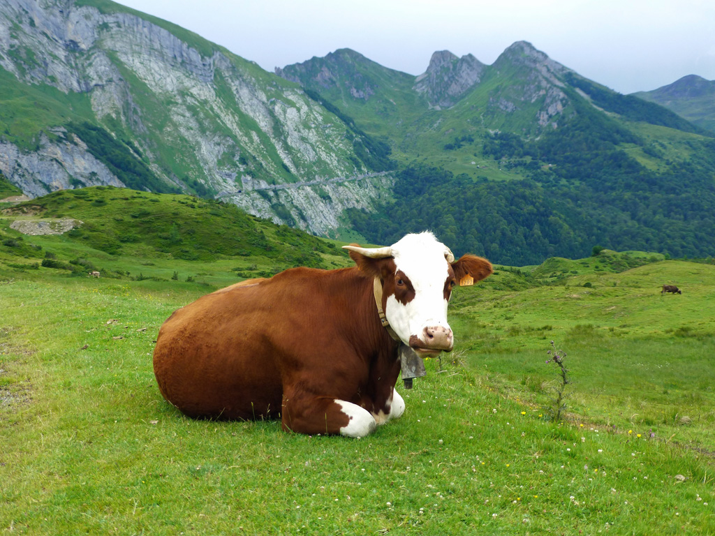 Pyrénéenne2