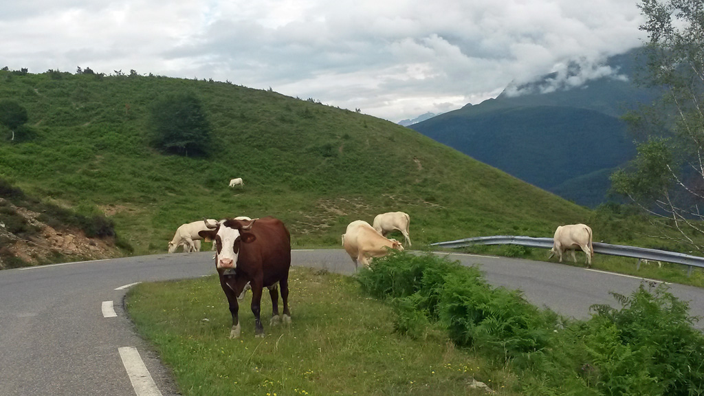 Pyrénéennes