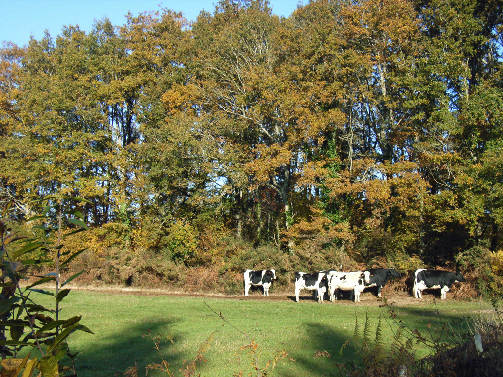 Automne Limousin5