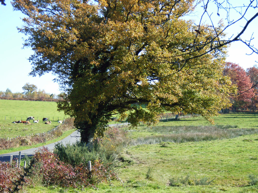 Automne Limousin