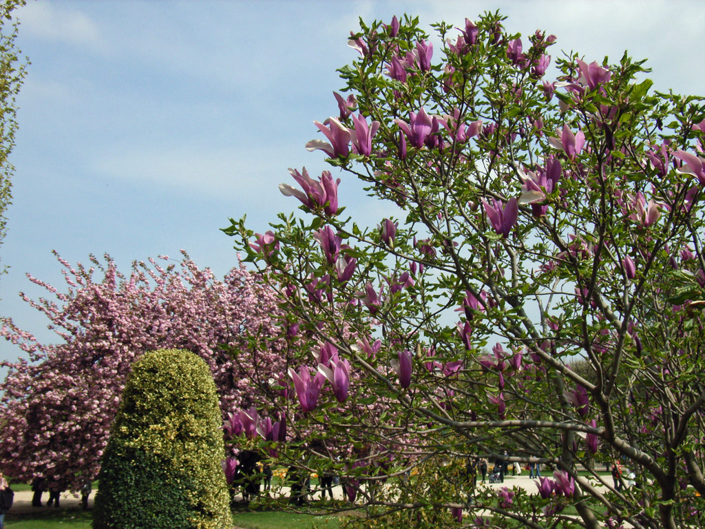 Jardin des plantes 4