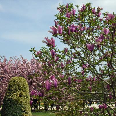 Jardin des plantes 4