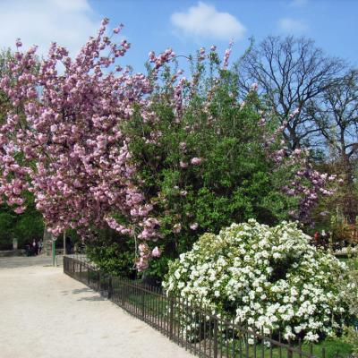 Jardin des plantes 2