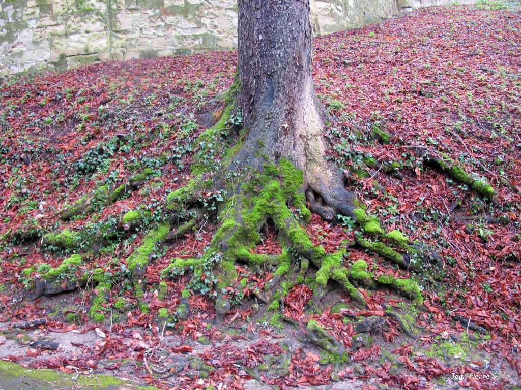 202202g6-Racines d'arbre(s)-Racine5