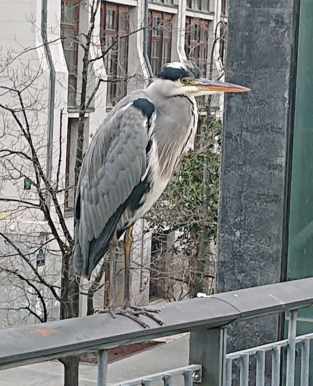 Rencontre sur la passerelle