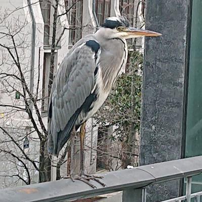 Rencontre sur la passerelle