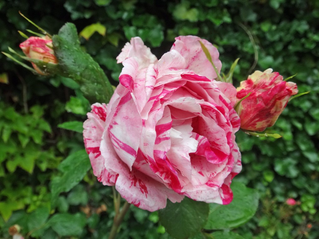 Rose 20240530