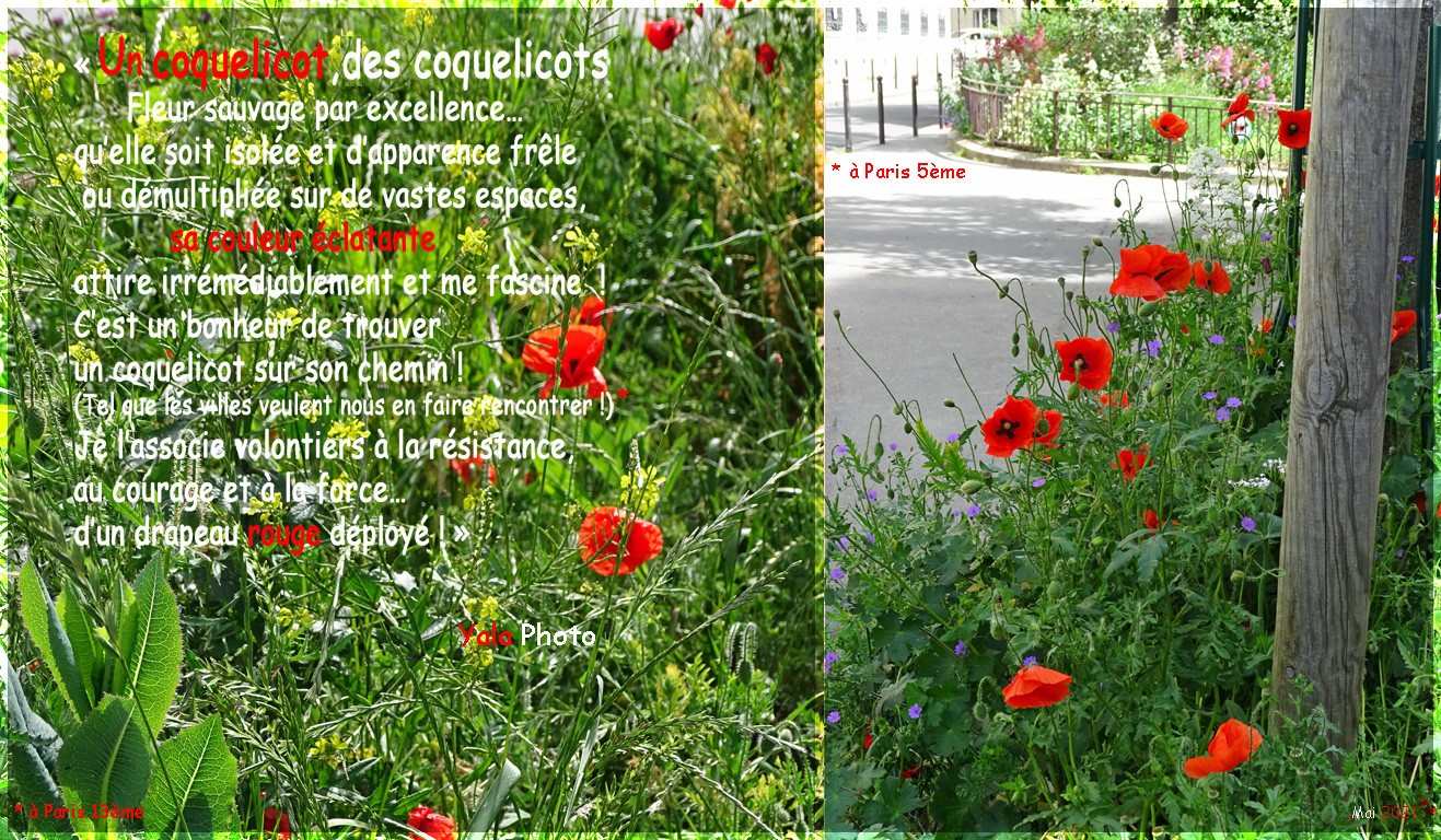 Rouge coquelicot2