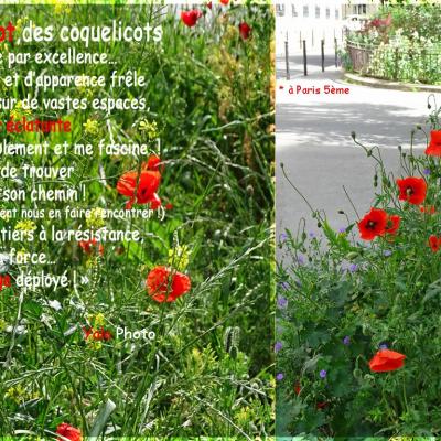 Rouge coquelicot2