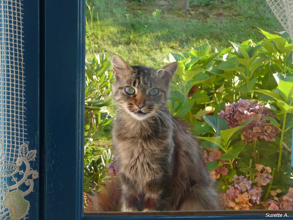 Chat à la fenêtre