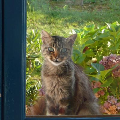 Chat à la fenêtre
