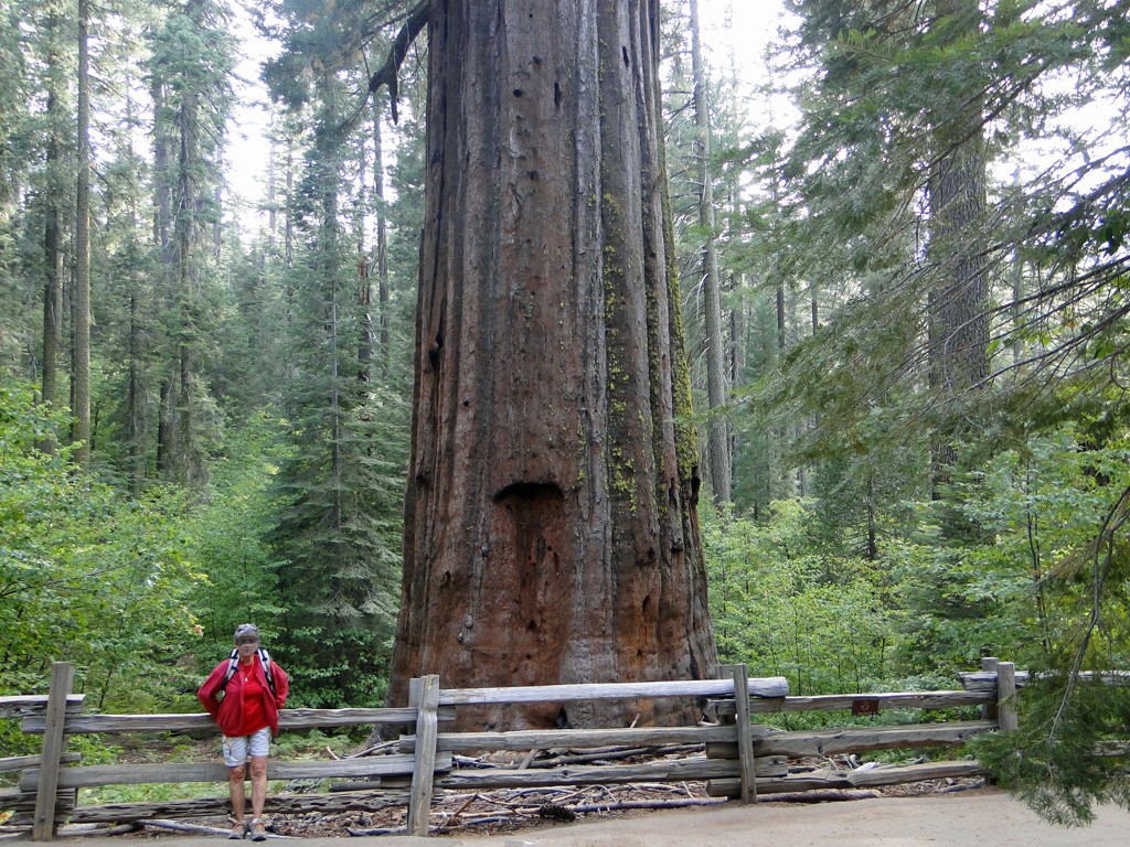 Sequoia oa