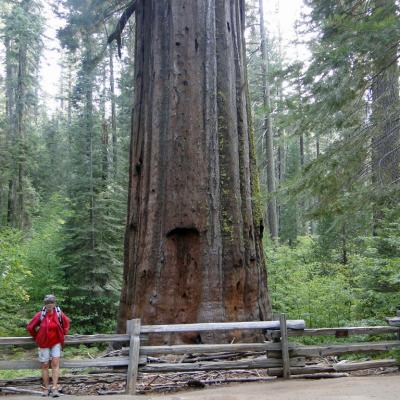 Sequoia oa