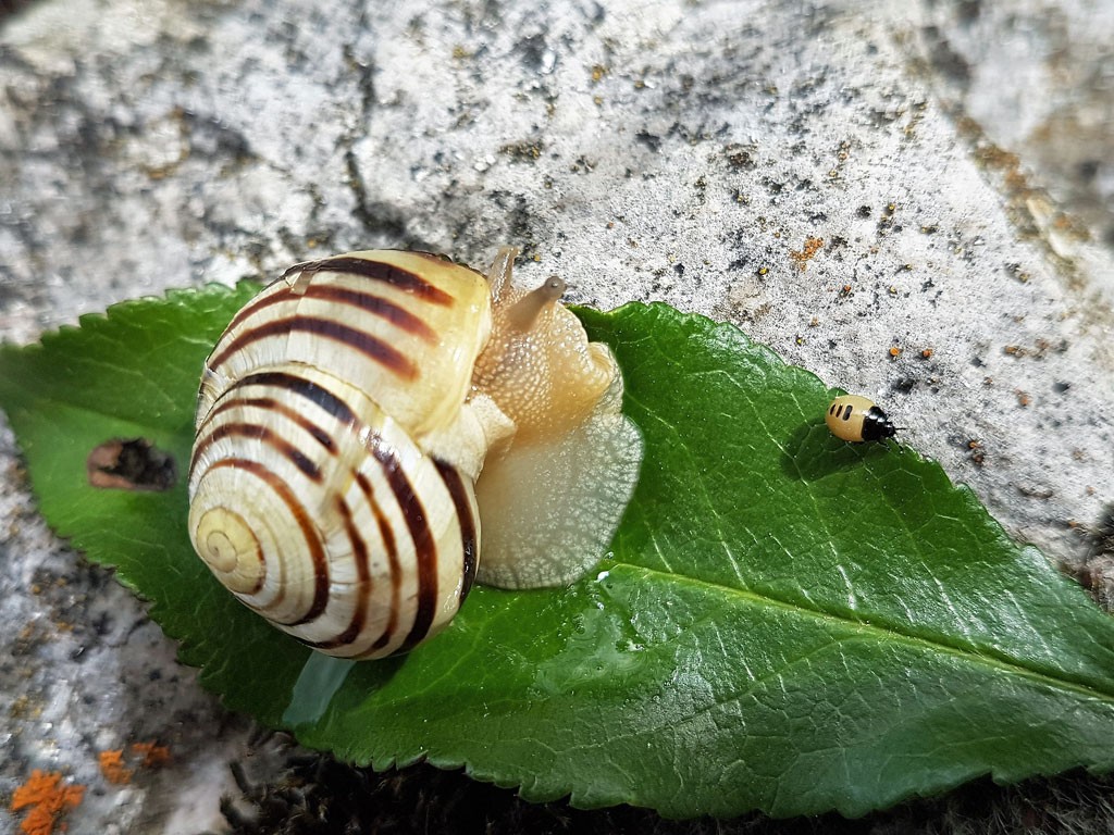 Snail2