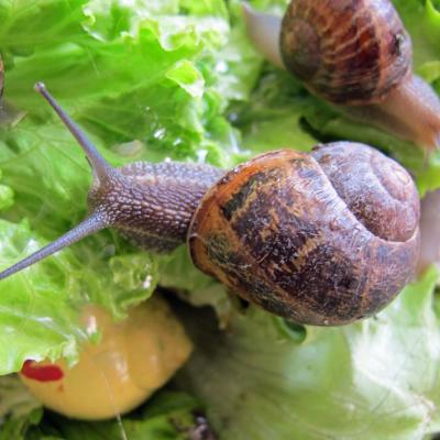 202001-Les escargots-snail6