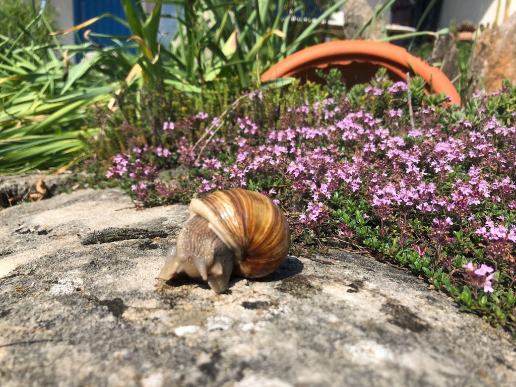 Snail8