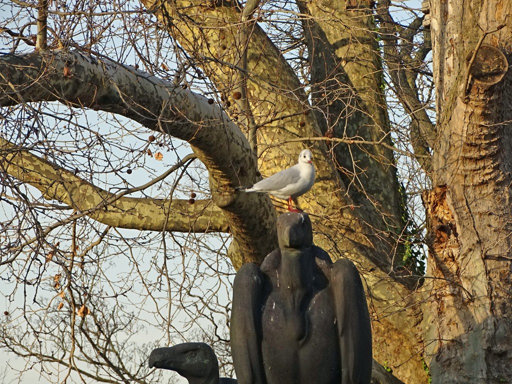 Sur tête