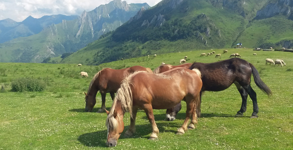 Pyrénéens 3