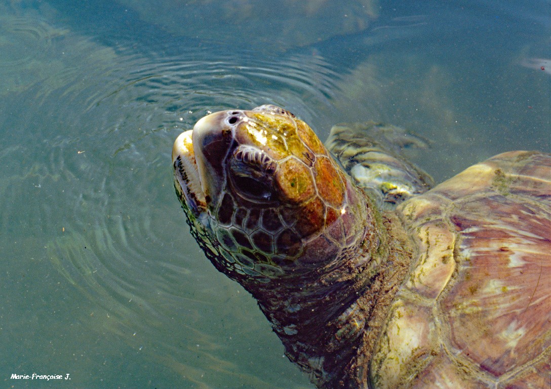 Tortue Cuba