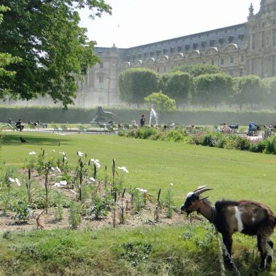 Tuileries3