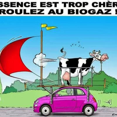 vache-gaz